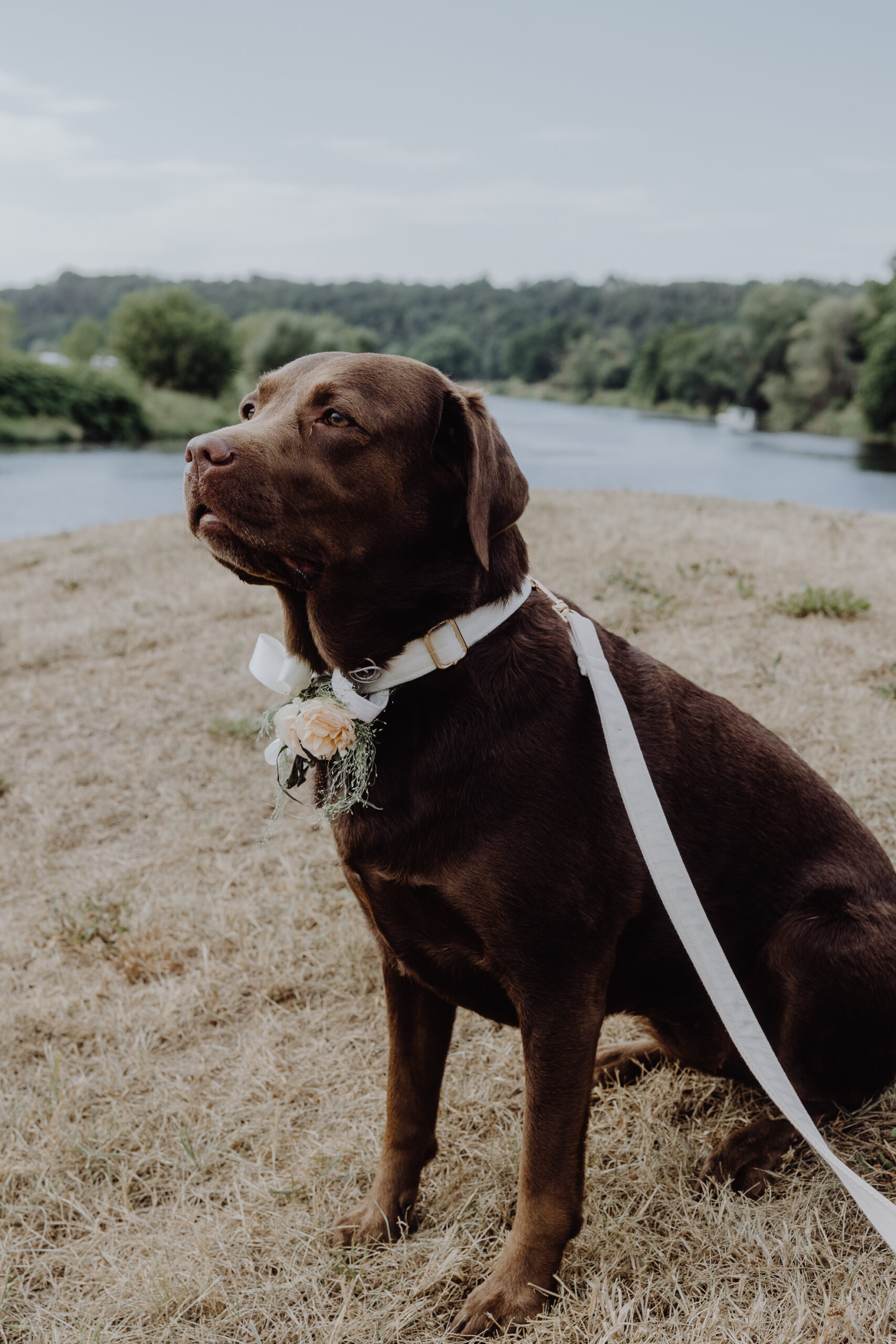 emotionales heiraten mit hundparshooting hochzeitsreportage leipzig